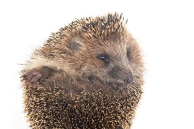 Common European Hedgehog (Erinaceus europaeus) on White Background – Free Download