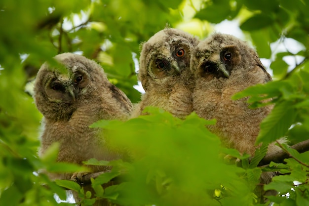 Owls in Grey and Brown Among Leaves – Free Stock Photo, Download Free Stock Photo