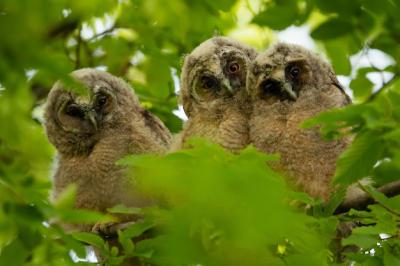 Owls in Grey and Brown Among Leaves – Free Stock Photo, Download Free Stock Photo