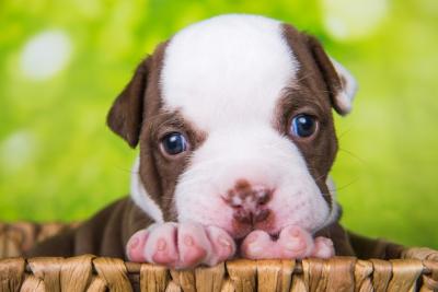 Adorable American Bully Puppy in a Basket – Free Download
