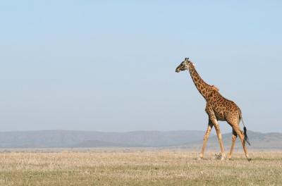 Giraffe in the Wild East Africa – Free Stock Photo, Download for Free