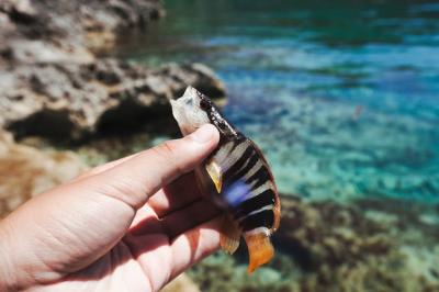 Fisherman’s Hand Holding Fish by the Ocean – Free Stock Photo for Download