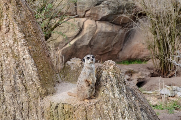 Alert Meerkat – Free Stock Photo for Download