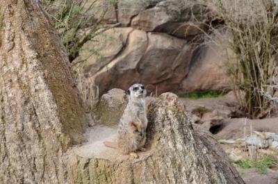 Alert Meerkat – Free Stock Photo for Download