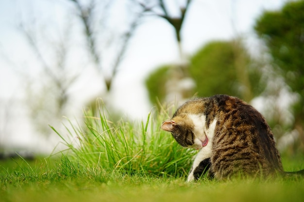 Adorable Cat Playing in a Green Grassy Field at Sunset – Free Stock Photo, Download for Free