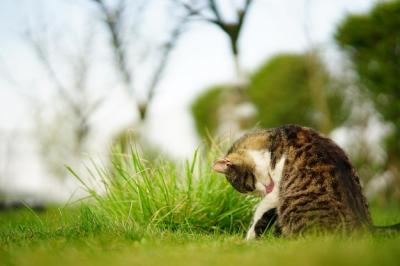 Adorable Cat Playing in a Green Grassy Field at Sunset – Free Stock Photo, Download for Free