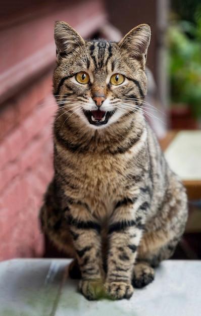 Street Cat in Istanbul, Turkey – Free Stock Photo for Download