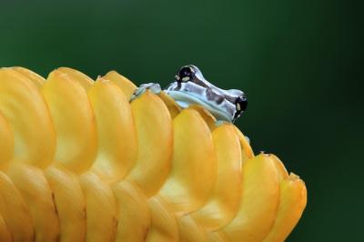 Amazon Milk Frog on Green Leaves – Closeup of Panda Bear Tree Frog for Free Download