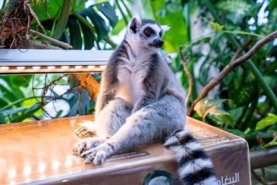 Curious Ring-Tailed Lemur on an Information Board in the Zoo – Free Download