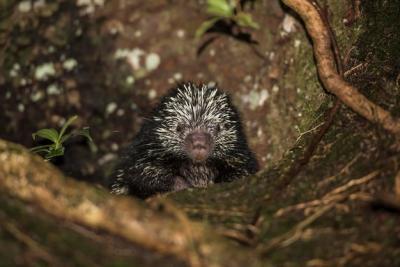 A Porcupine in a Tree in the Rainforest – Free Stock Photo, Download for Free