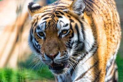 Close-Up Portrait of a Tiger – Free Download, Free Stock Photo