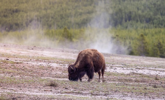 Bison Grazing in the Yellowstone National Park Landscape â Free Stock Photo for Download