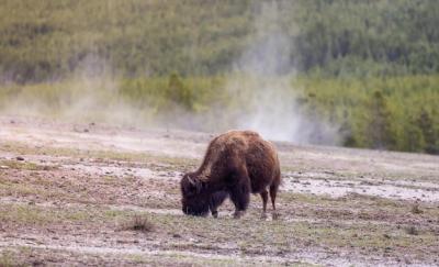 Bison Grazing in the Yellowstone National Park Landscape â Free Stock Photo for Download