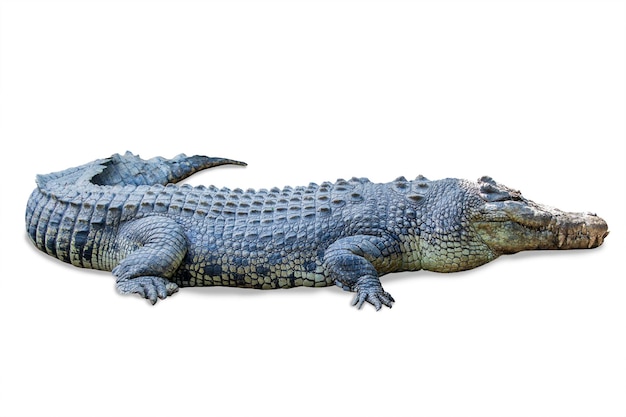 Close-up of a Lizard on White Background – Free Stock Photo for Download
