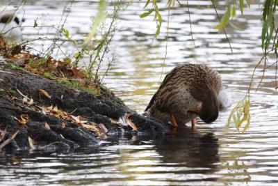 Ducks Swimming in a Tranquil Lake – Free Stock Photo, Download for Free