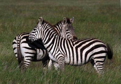 Zebras in a Field – Download Free Stock Photo