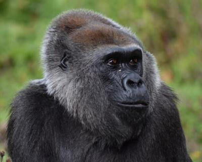 Portrait of Monkey – Free Stock Photo for Download