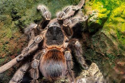 Close Up of a Bahia Scarlet Tarantula in Captivity – Free Stock Photo for Download