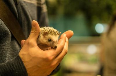 Man Holding Hedgehog – Free Stock Photo for Download