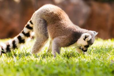Lemur – Free Stock Photo for Download