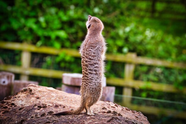 Meerkat Standing on a Rock – Free Stock Photo, Download Free