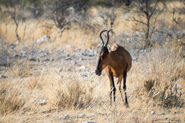Beautiful African Antelope Kongoni at Etosha National Park, Namibia – Download Free Stock Photo