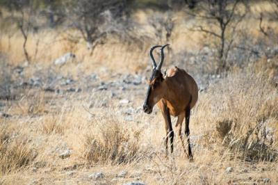 Beautiful African Antelope Kongoni at Etosha National Park, Namibia – Download Free Stock Photo