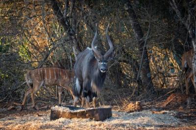 Antelope – Stunning Photos of African Animals for Free Download