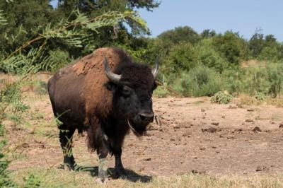 American Bison on a Field – Free Stock Photo for Download