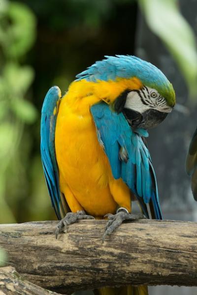 Macaw Bird Sitting on a Tree – Free Stock Photo for Download