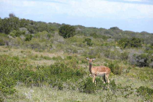 Beautiful Gazelle in a Serene Grass Field – Free Download