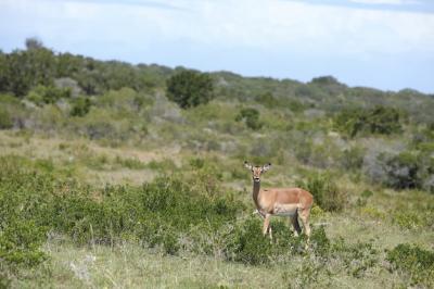 Beautiful Gazelle in a Serene Grass Field – Free Download