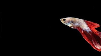 Isolated Betta Fish Swimming with Copy Space – Free to Download