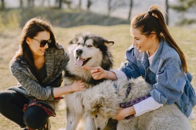 Stylish Girls in a Sunny Field with Dogs – Free Stock Photo, Download Free