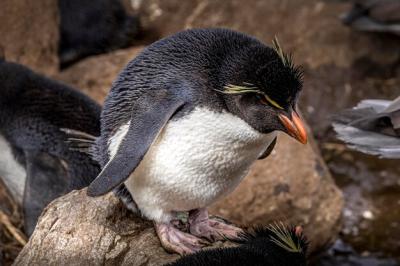 Close-up of a Bird – Free Stock Photo for Download