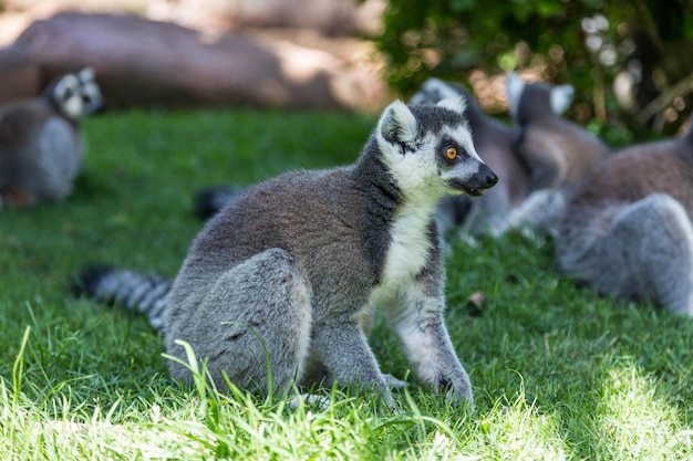 Ringtail Lemur Relaxing on Grassy Field at Zoo – Free Stock Photo, Download for Free
