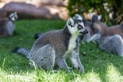 Ringtail Lemur Relaxing on Grassy Field at Zoo – Free Stock Photo, Download for Free