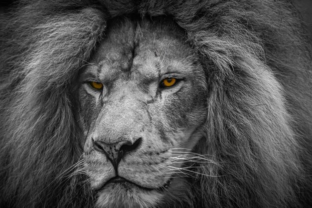 Closeup Shot of a Lion with Bright Orange Eyes – Free Stock Photo for Download