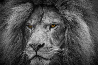 Closeup Shot of a Lion with Bright Orange Eyes – Free Stock Photo for Download