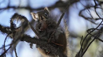 Squirrel in Nature: Free Stock Photo – Download for Free