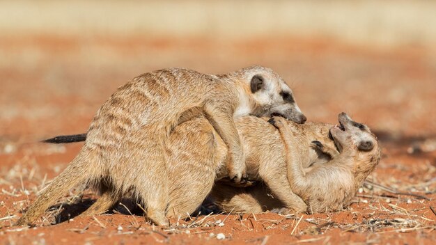 Meerkats Playing on Field – Free Stock Photo, Download for Free