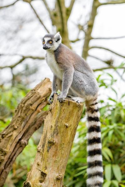 Ring Tailed Lemur on Tree Branch – Free to Download