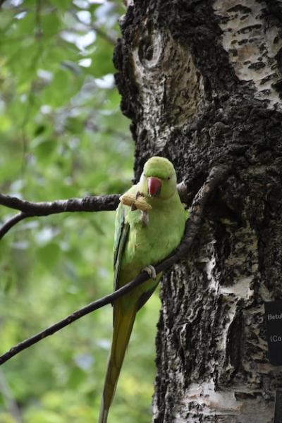 Beautiful Green Parrot Snacking on a Peanut in a Tree – Free Download