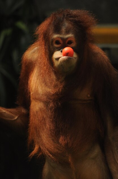 Gorilla Close-Up: Download Free Stock Photo