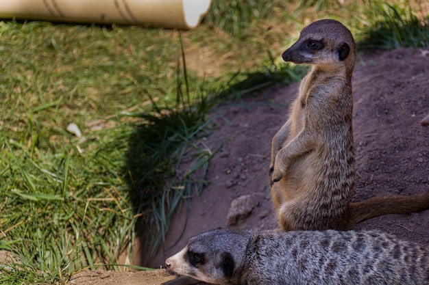 Animal Sitting on Land – Free Stock Photo, Download for Free