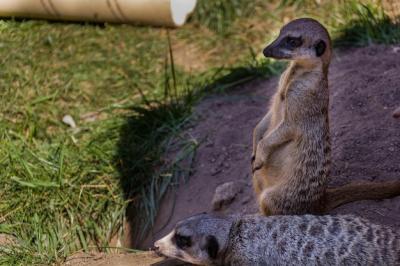 Animal Sitting on Land – Free Stock Photo, Download for Free
