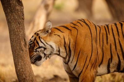 Tiger Male Walking in Its Natural Habitat – Wildlife Scene in Rajasthan, India | Free Download