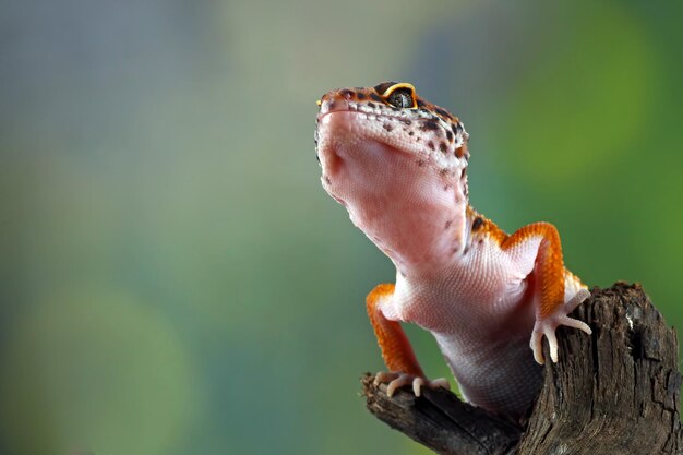Leopard Gecko Closeup on Wood – Looking for Prey Free Download