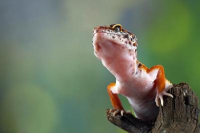 Leopard Gecko Closeup on Wood – Looking for Prey Free Download