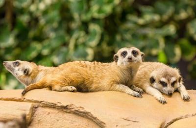 Meerkats Relaxing on Rock – Free Stock Photo, Download for Free